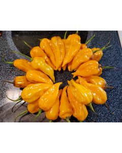 Hot Pepper ‘Fatalii’ Seeds (Naturally Grown)