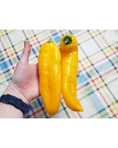 Pepper 'Super Sweet Giant Yellow' Seeds (Naturally Grown)