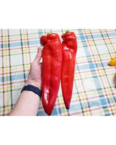 Pepper 'Super Sweet Giant Red' Seeds (Naturally Grown)