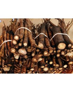 Burdock Root