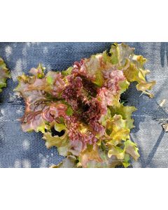 Lettuce 'New Red Fire' Seeds (Naturally Grown)