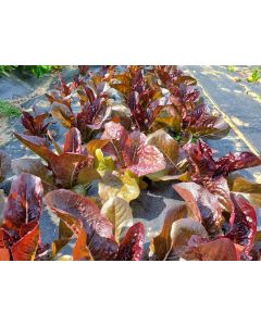 Lettuce 'Red Romaine' Seeds (Naturally Grown)