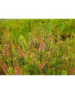 Greek Cress Seeds (Naturally Grown)