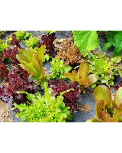 Lettuce 'Valentine Mix' Seeds (Naturally Grown)