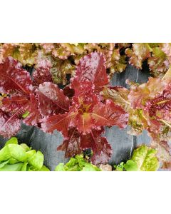 Lettuce 'Lolla Rossa' Seeds (Naturally Grown)