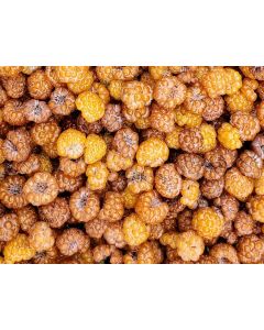 Wild Golden Raspberry Plant (4" Pot, single)