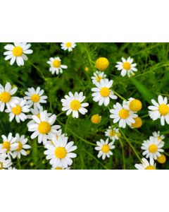 German Chamomile Seeds (Naturally Grown)