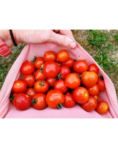 Tomato 'Goodhearted' Seeds (Naturally Grown)