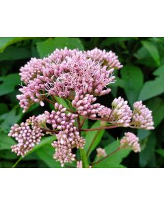 Joe Pye Weed Seeds (Naturally Grown)