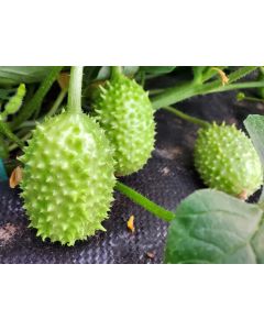 West Indian Burr Gherkin Seeds (Naturally Grown) 
