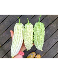 White Bitter Melon Seeds (Naturally Grown)