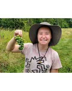 Grape 'Niagara' Seeds (Naturally Grown)