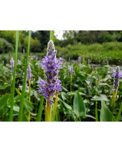 Pickerelweed Seeds (Naturally Grown)