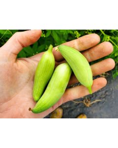 Caigua / Slipper Gourd Seeds (Certified Organic) 