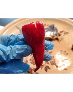 Hot Pepper ‘Kalugeritsa' Seeds (Naturally Grown)