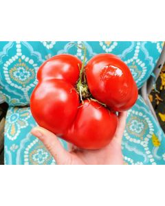 Tomato 'Vrbnička Rajčica' Seeds (Naturally Grown)