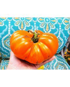 Tomato 'Amana Orange' Seeds (Naturally Grown)