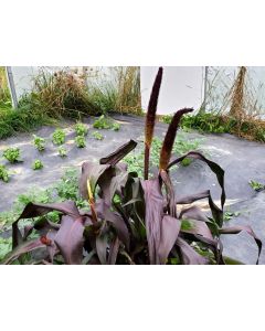 Ornamental Purple Millet Seeds (Naturally Grown)