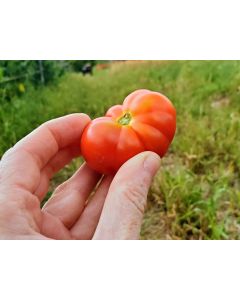 Tomato 'Santorini' 