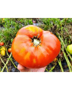 Tomato 'Red Brandywine, Potato Leaf' 