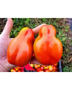 Tomato 'Scatalone 2'