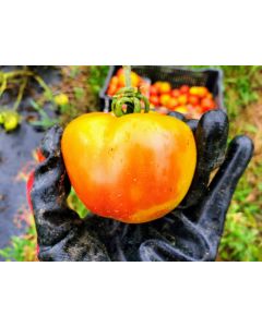 Tomato 'Old German' 