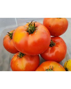 Tomato 'Wisconsin 55' Seeds (Naturally Grown)