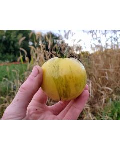 Tomato 'White Zebra' AKA 'Blonde Boar' Seeds (Naturally Grown)