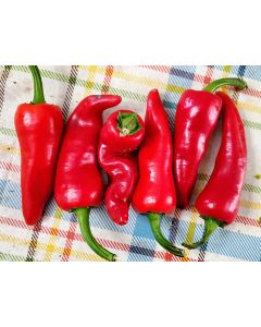 Hot Pepper ‘Espelette’