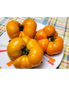 Tomato 'Yellow Brandywine'