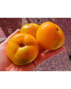 Tomato 'Czech's Excellent Yellow'