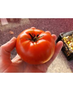 Tomato 'Trophy' Seeds (Naturally Grown)