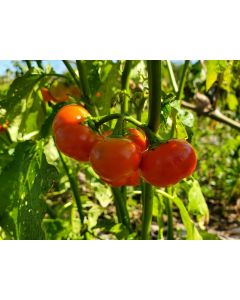 Cannibal's Tomato Seeds (Naturally Grown) 
