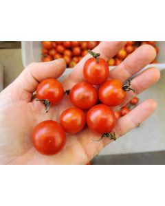 Tomato 'Koralik' 