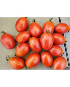 Tomato 'Amish Paste'