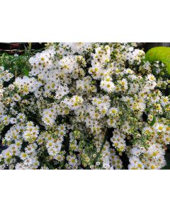White Heath Aster AKA Wild Aster Seeds (Naturally Grown)