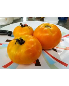 Tomato 'Golden Sunray' 
