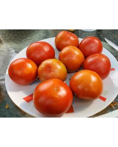 Tomato 'Earliana' Seeds (Naturally Grown)
