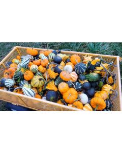 The Ultimate Gourd Seed Mix