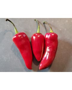 Hot Pepper ‘Fresno’ 