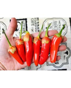 Hot Pepper ‘Bleeding Rawit White' Seeds (Naturally Grown)