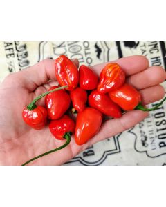 Hot Pepper ‘Chiltepin x Habanero' Seeds (Naturally Grown)