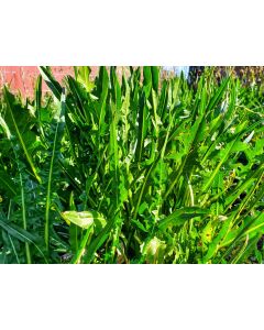 Chicory 'Catalogna Pugliese' Seeds (Naturally Grown)