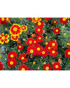 French Marigold 'Tashkent' Seeds (Naturally Grown)