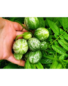 Tzimbalo Melon Pear Seeds (Naturally Grown)