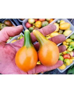 Tomato 'Mila's Orange Pear' Seeds (Naturally Grown)