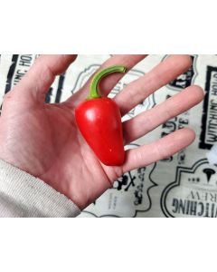 Hot Pepper ‘Guatemalan Jalapeno' Seeds (Naturally Grown)