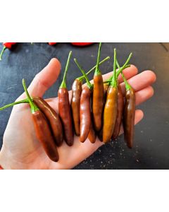 Hot Pepper ‘KS StarrScream Chocolate' Seeds (Naturally Grown)