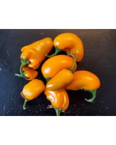 Hot Pepper 'NuMex Pumpkin Spice Jalapeno' Seeds (Naturally Grown)