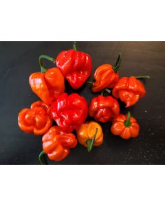 Hot Pepper ‘Scotch Bonnet MOA Red’ Seeds (Naturally Grown)